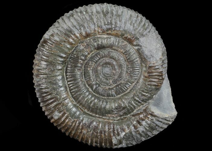 Dactylioceras Ammonite Stand Up - England #68156